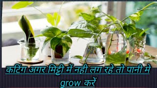 Grow Plant Cutting in Water/मिट्टी में खराब हो रहे है कटिंग तो पानी से ग्रो करें/ grow without soil.