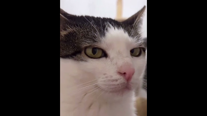 居然被一只猫帅到了 #猫咪#鬼迷日眼的猫#戏精猫#猫咪的迷惑行为#居然被一只猫帅到了