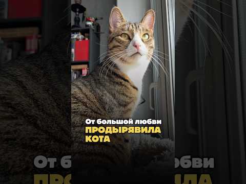 От большой любви продырявила кота 🙀