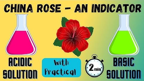 China rose Indicator