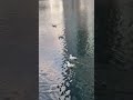 Jlt lake view #dubailfe #dubai #vlog #nature
