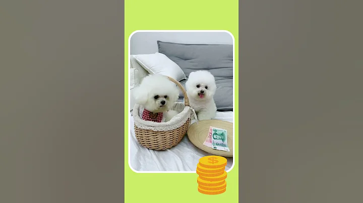 So Cute Little Poodle Bichon Frise Reactions  🥰🥰🥰🥰🥰 | Adorable Dogs 😍😍 | Daily Funny Pets 🐶 - DayDayNews