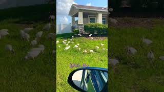 Short Video /Done watching waching white Ibus in our  front yard #deboy #ytshorts # white Ibis