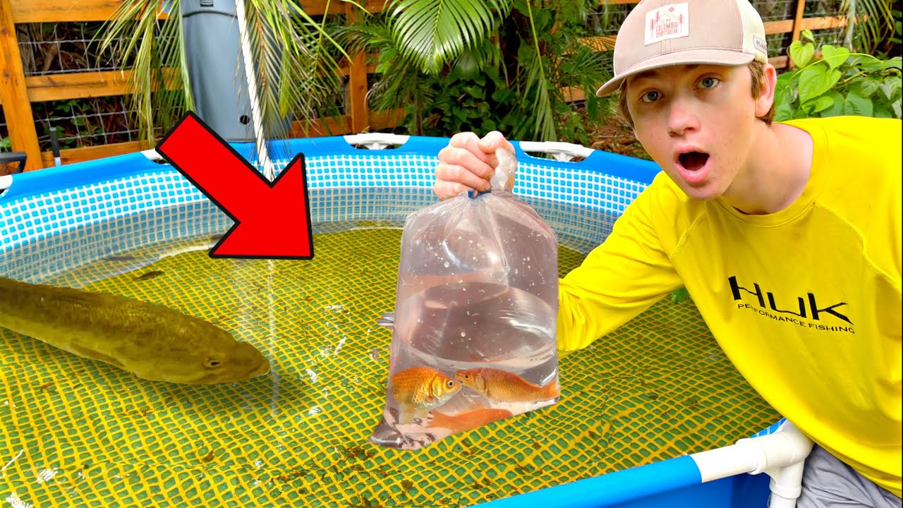 Live Bluegill Fish (3-6 Fish) - Pond Or Aquaponic Ready, Feed Trained, Guaranteed Alive Delivery