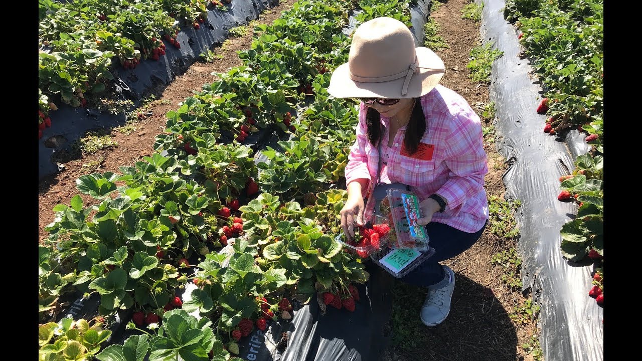 Strawberry Festival Tanaka Farms in Irvine YouTube