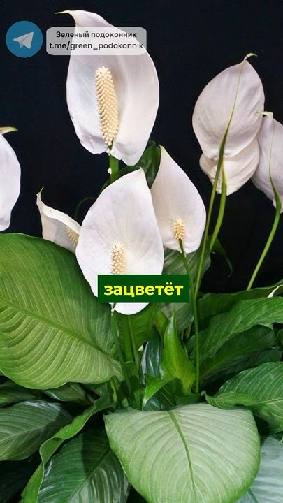Чем подкармливать цветы весной? #спатифиллум #растения #цветы #сад # ...