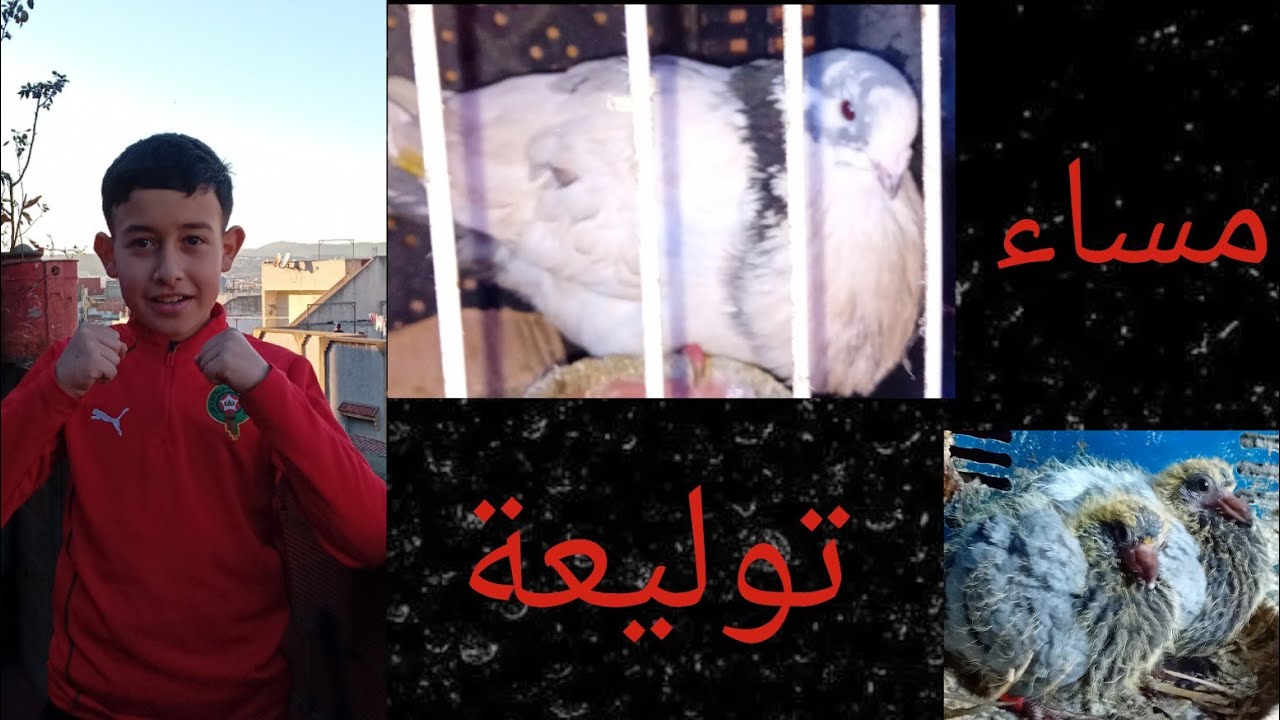 توليعة مع الحمام في المساء