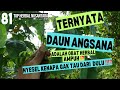 herbal ajaib daun angsana - selama ini di kira daun biasa - ternyata obat ampuh topherbalnusantara