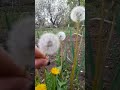 Одуванчики