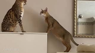 Living with a Savannah cat. Ep 39