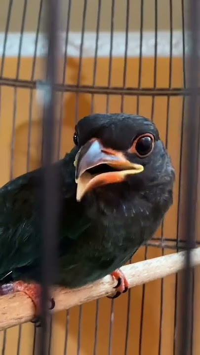 Masteran murai yg ini diem cuma makan sama minum doang #masteranmuraibatu  #birds #tengkekbuto