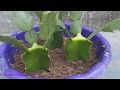 How to plant a strange and beautiful Christmas cactus | Simple and easy at home