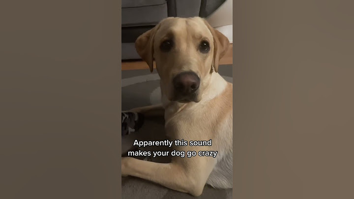 sounds that make dogs go crazy #dog