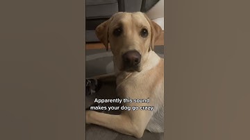 Thumbnail of sounds that make dogs go crazy #dog