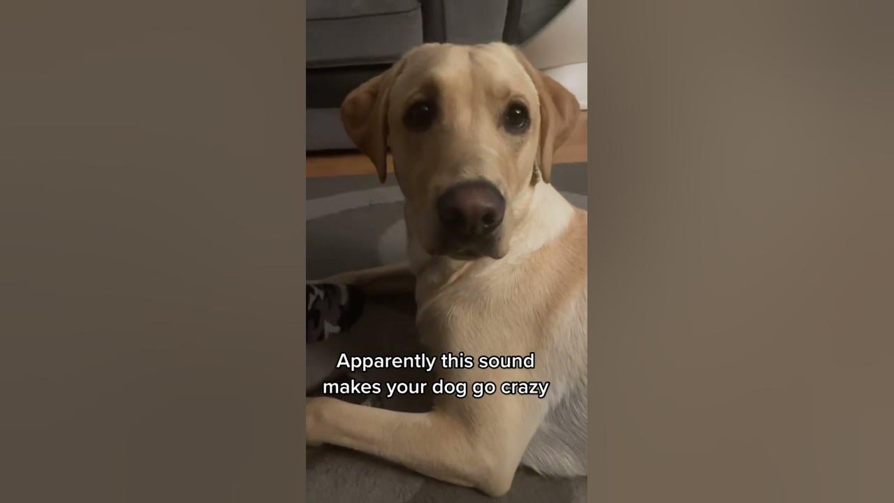 sounds that make dogs go crazy #dog