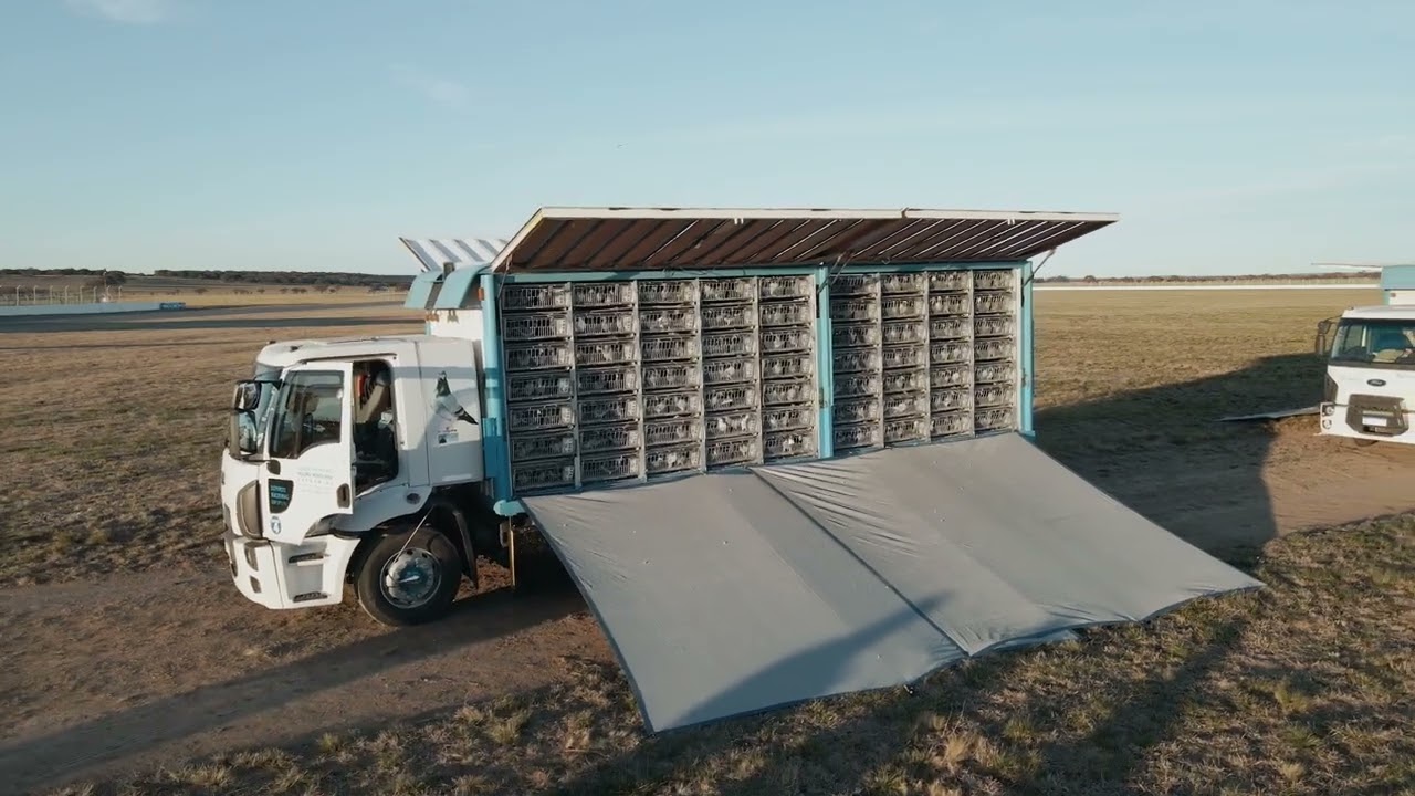 12-8-2023 : Suelta de Palomas Mensajeras del CIP desde Autodromo Provincial de Toay, La Pampa
