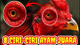 INI DIA !!! Ciri Ekor Dari Ayam Bangkok Yang Tangguh. 