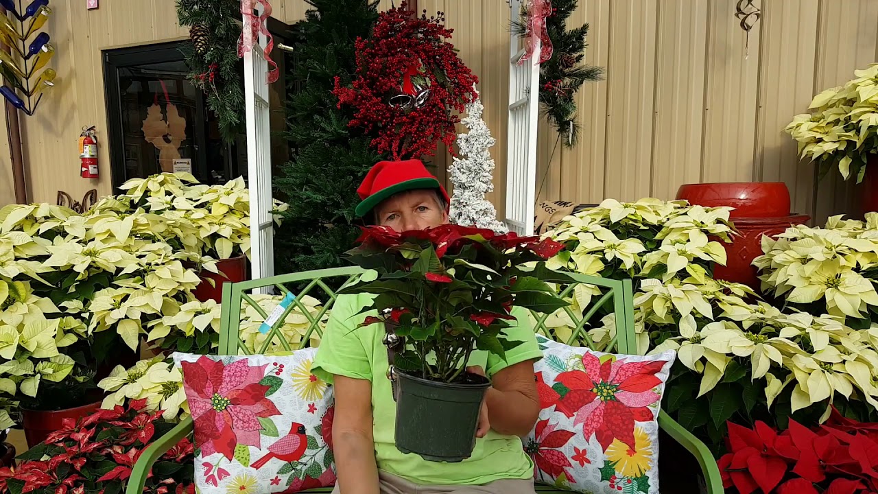 Poinsettia Care || How to Take Care of a Poinsettia || Poinsettia Care Tips - YouTube