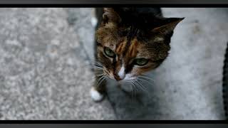 影片#29 - 長洲的住家貓貓  - 5Dm4 - Fhd