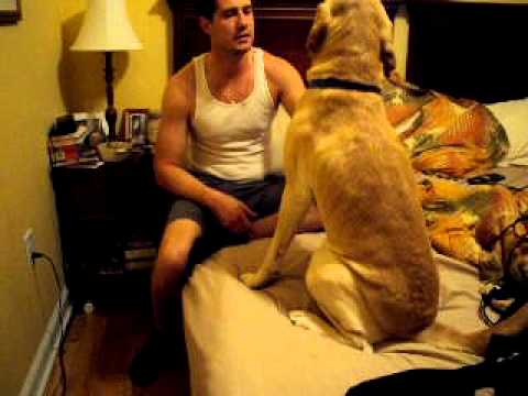 How To Discipline Dog For Pooping In House How To Discipline Dog For Pooping In House