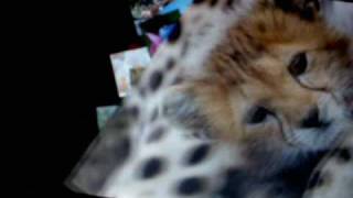 multi touch demo