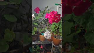 #garden #gardening #geranium #plants #flowers #flowergarden #베란다정원 #조승연 #drowing