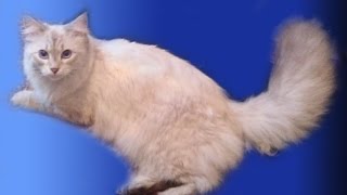 Сибирская кошка Umeima (Умка). Светлана Алтаф Сибирская кошка Umeima (Умка). Светлана Алтаф