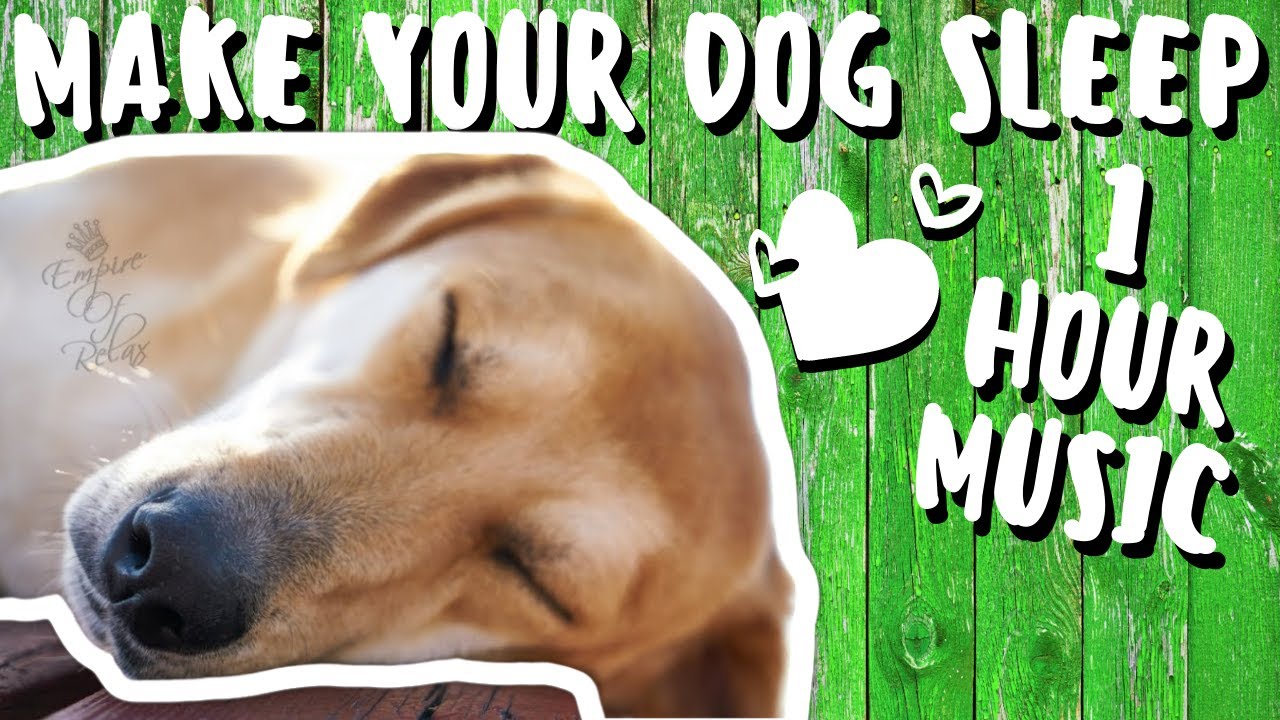 1 Hour Music For Dogs To Go To Sleep Music For Dogs [Guaranteed