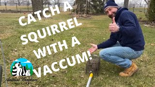 Catching A Squirrel With A Dyson Vacuum! by Animal Trackers Wildlife 1,606 views 4 years ago 1 minute, 22 seconds