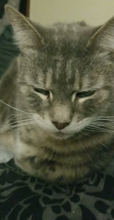 Ozone cats