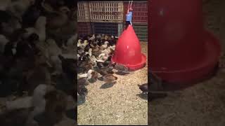 تربية الدجاج البلدي يجب مراعات العدد مع المساحة