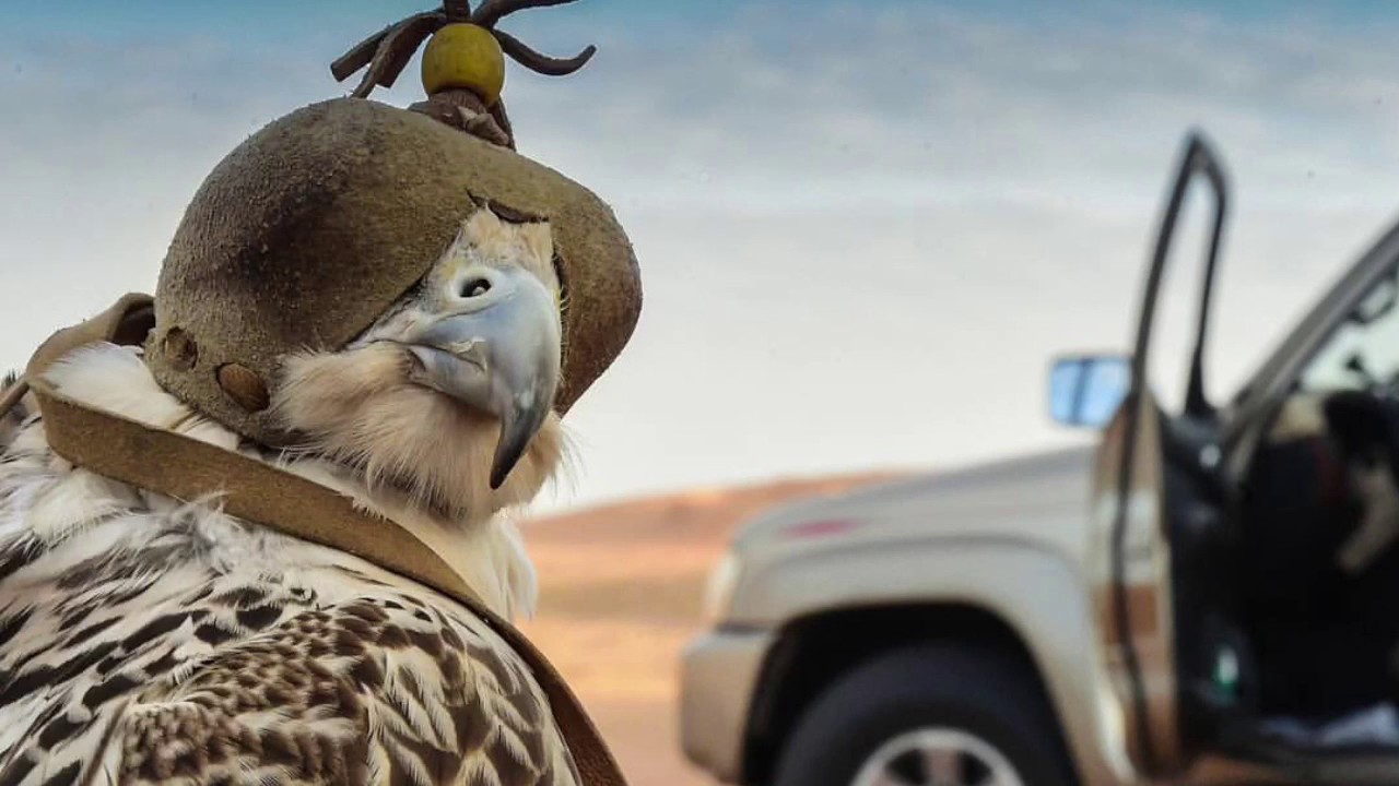 شيلة بني تميم | صدى القعقاع | 2017 HD