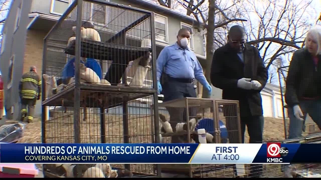More than 300 animals found inside Kansas City home in ‘deplorable ...