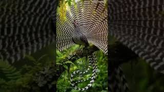 Mesmerizing display of the Lyrebird intricate patterns and rhythmic call deep in the lush rainforest