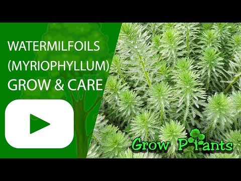 Watermilfoils grow & care (Myriophyllum Water plant)