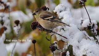 American Goldfinch feeding after Halloween snowstorm