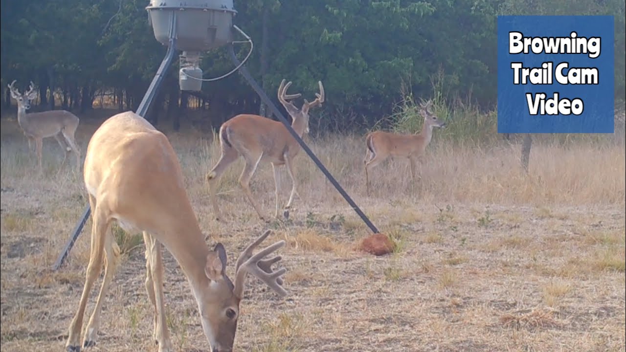 Deer Feeder Cam Browning Recon Force Advantage Trail Camera Video July