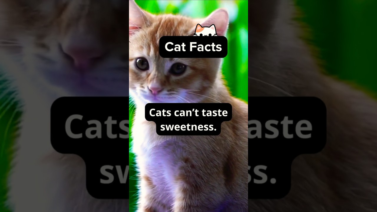 Daily Cat Facts! 😺