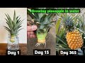Tips For Growing Pineapple Super Fast From The Tops Discarded | How to Grow Pineapple with Water