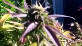 Christmas Holiday music & beautiful Marijuana Garden Oregon Dance of the Sugar Plum Fairies