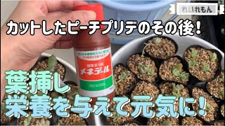 多肉植物 バラした葉挿しの水やり メネデールを使います Youtube