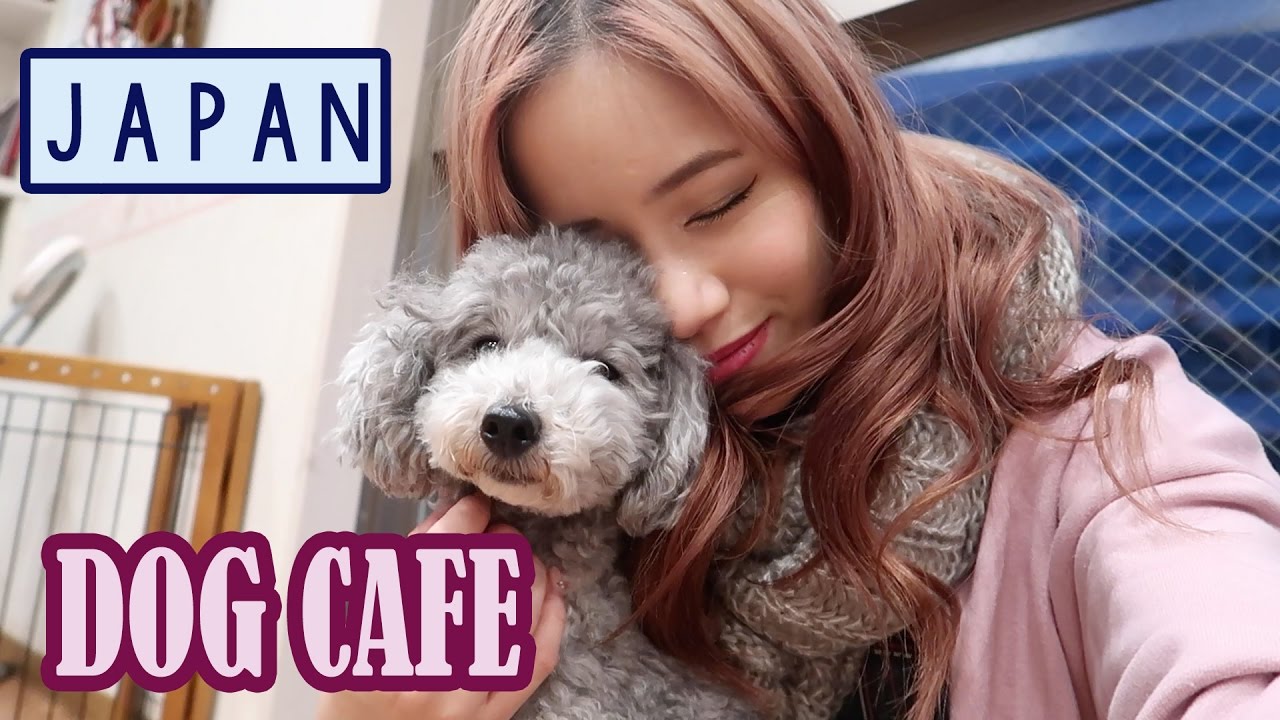  DOG  CAFE  IN JAPAN  Harajuku YouTube