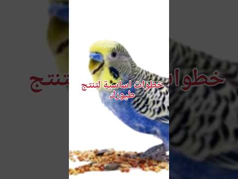 اتبع هذه الخطوات وسوف تبيض طيورك بإذن الله البادجي طيور زينة