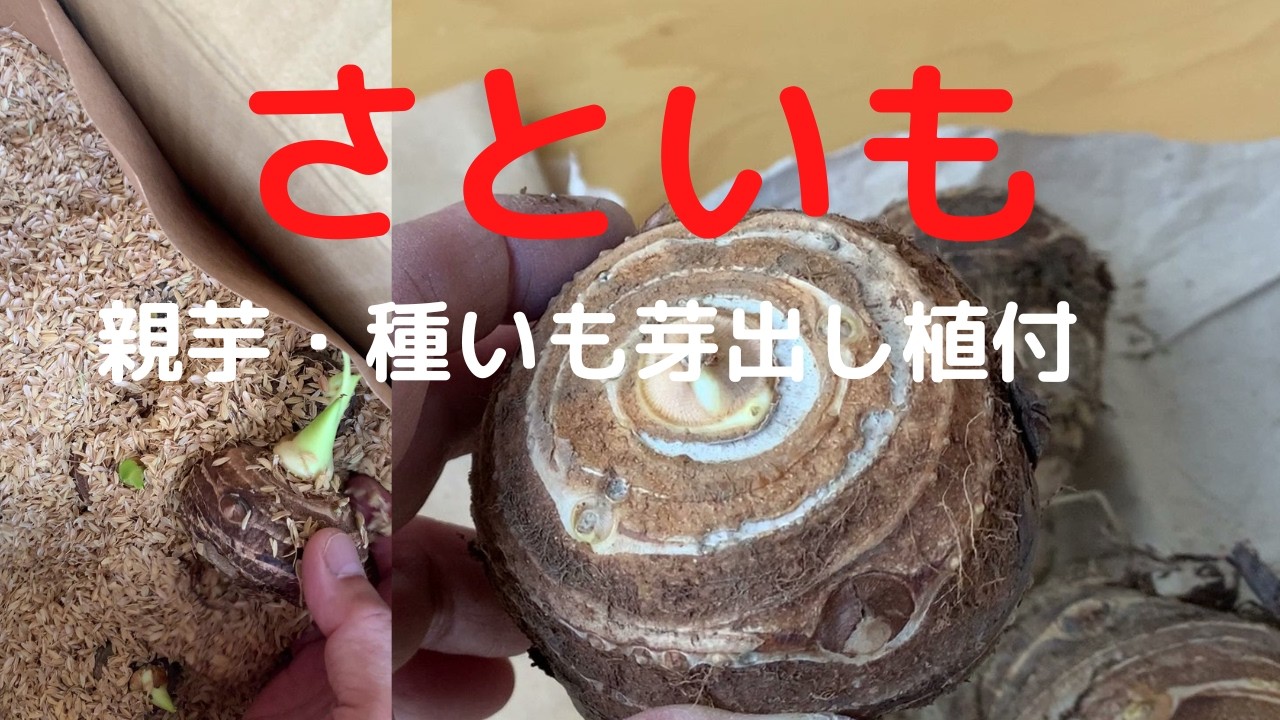 Gardening] Planting taro. I'm going to try shallow planting and