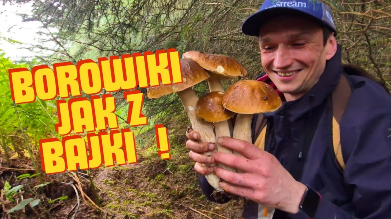 Na grzyby #174 Bajkowe Borowiki i pełne kosze! PRAWDZIWKI