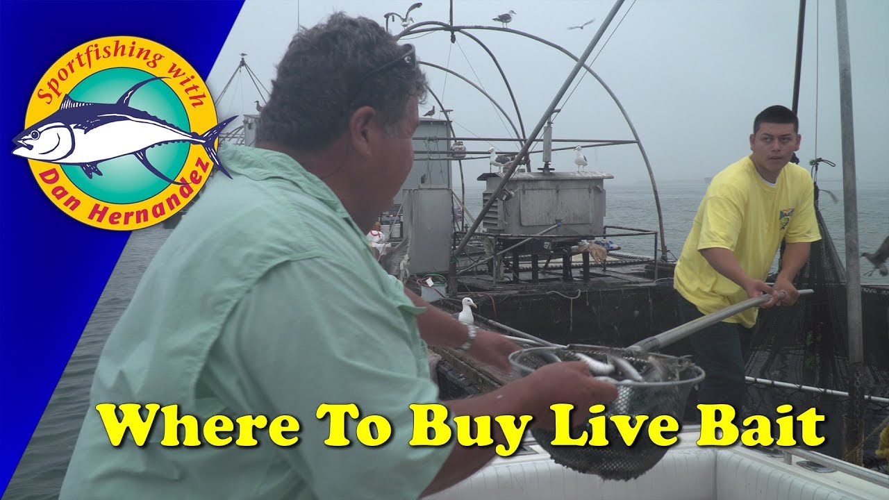 Where You Can Buy Live Bait SPORT FISHING YouTube