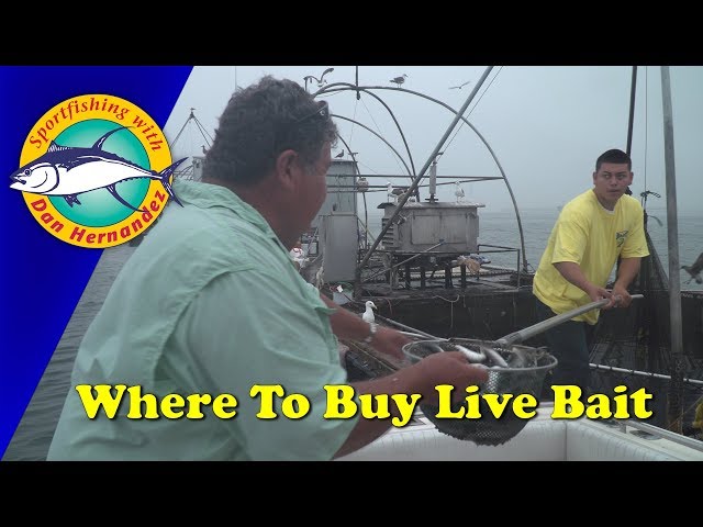 Where You Can Buy Live Bait
