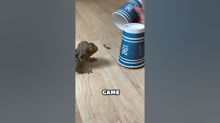 This Lizard Thought He Won But…