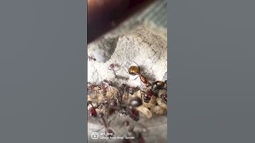 Ants after drinking red nectar #ant #insects #shorts #youtubeshorts #blackpink #antkeeping #biology