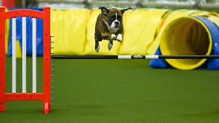Crazy Boxer Dog Earns AKC Novice Standard Agility Title